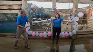 Aquarium stages gender reveal ceremony for penguin chick