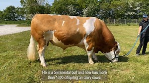 This handsome Simmental bull now has a very reliable index, with more than 1300 offspring on dairy cows. His index for Calving Ease is 102, and 105 for Calf Survival. VB Robert is homozygous polled, guaranteeing you animals without horns, and has a fantastic temperament. He is available with conventional and sexed semen. Read more: https://bit.ly/3OO1kWV | VikingGenetics