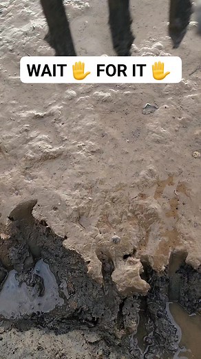 Wow ⚠️ this bloodworm is huge. These worms are excellent fishing bait just remember they can bite 🪱 #hardwork #outdoors #nature #viral #wild | Wayne Bishko