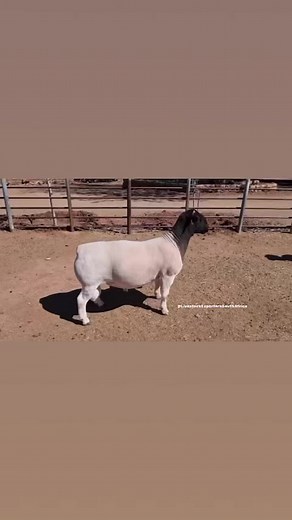 ‼BLACK HEAD DORPER SHEEP ( EWES / RAMS). ❇️❇️ AVAILABLE NOW🤠LIVESTOCK EXPORTERS SOUTH AFRICA,We are number one exporters of BLACK HEAD DORPER SHEEP ( EWES / FEMALES ), a few of our other Live stocks include; 1.cattle, 2.dairy, 3.sheep, 4rabbits, 5.ostrich, 6.Turkey, 7.Boer GoatsAnd a well-developed poultry and egg industry .On all inquiries on our Premium Quality Livestock, contact;Email: info.livestockexporters@gmail.com Call / Text / Whatsapp : 27 (0) 680 718 656WhatsApp Link:https://wa.me/ 2