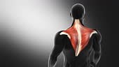 This stock video showcases the trapezius muscles, large triangular...