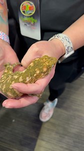 The Leachianus Gecko, or "Leachie" is the largest species of gecko in the world. Mainland locality, or "GT" animals get upwards of 17" long and weigh around one pound!! That is a hefty gecko for sure! Thanks to our buddy Carl J. Vargas of @south_tex_gex for showing this little beauty to us! #USARK #usarkofficial #narbc #signuptoday #fightforyourrights #becomeamember #tinleypark #explore #Gecko #leachianusgecko #leachianus #giantgecko #rhacodactylusleachianus #stunning #beautiful #StrongerTogethe