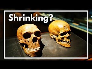 The Surprising Evolution of the Human Brain (and why it's getting smaller)