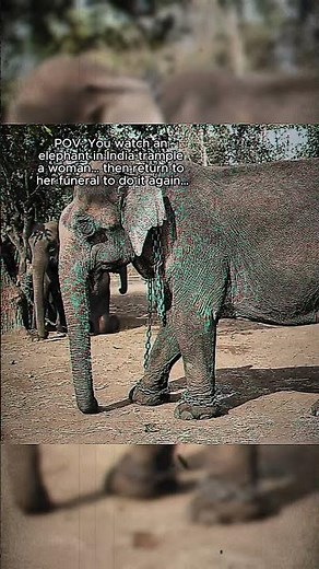 Elephant tramples woman… then returns to her funeral 😳 #shorts #truecrime #viral #wtf #sad #evil