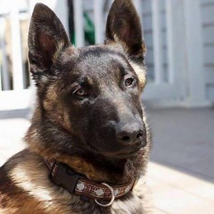 25 reactions · 18 shares | ZANA Zana Belgian Shepherd Malinois (long...