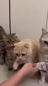 Comrade Muffin. Comrade Mittens. Comrade Fluffy. Thank you for your glorious work for our Motherland. | Russian Jews