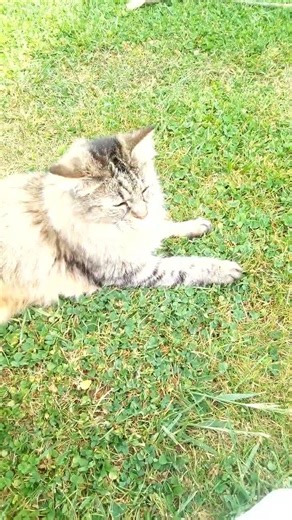 quand ton chat dors partout