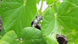 Tinospora cordifolia​ (Thunb​ Miers. Une herbe : vidéo de stock (100 % libre de droit) 3834344755 | Shutterstock