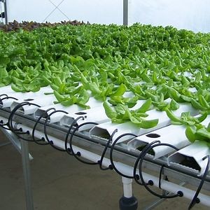 [Hot Item] Nutrient Solution Customized Tropical Nft Hydroponics System Used for Vegetable