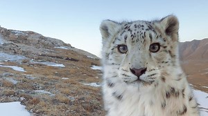 Disneynature: Ghost of the Mountains (Theatrical Version)