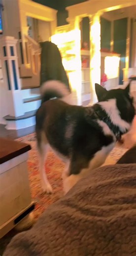 Ashley Ottaviani on TikTok