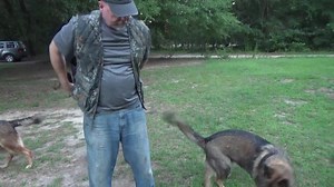 Got a used quail hunting vest and was my size off of ebay for $17.92 and a new jute for $18. last jute lasted 5 years | Cerberus German Shepherds