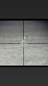 17K views · 710 reactions | On predator patrol.  #tactacamfts  via @impactpredator_control | Tactacam | Facebook