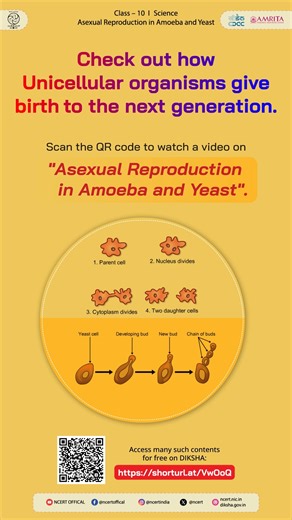 1.5K views · 12 reactions | Single celled organisms reproduce by...