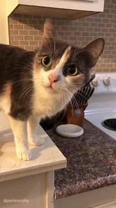 The paw stomp is for emphasis | Parker, Lily & Jasmine