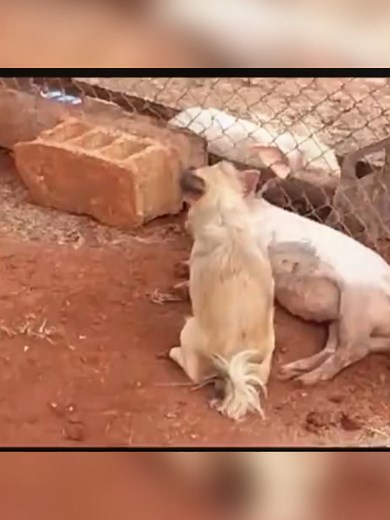 Mating Behaviors Between Dogs and Pigs