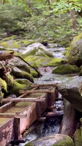 Flow state found 🌊 #RoaringForkMotorTrail #SmokyMountainsMagic #ForestTherapy #TennesseeHiddenGems #SlowTravelMoments #PeaceInTheSmokies #WanderSouth #SmokyMountains | MobileBrochure