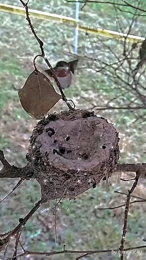 2.7K views · 34 reactions | Olive Begins Nestorations for Clutch 3, #hummingbirdchick #babyhummingbird #babybird #birdlovers | Burung Kicau | Facebook