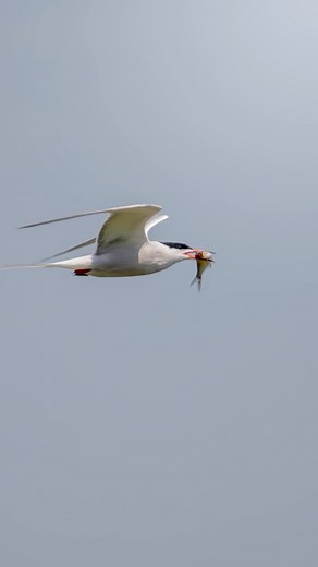 What do you think? 🐦 Birds photographed: - Meadow Pipit - European Goldfinch - Common Tern - Eurasian Hobby - Meadow Pipit - Eurasian Blue Tit #photography #photographer #wildlife #animals #birds #birding #goldfinch #pipit #meadowpipit #tern #commontern #hobby #birdwatching #birdlovers #birders #birdstagram #foryou #explore #instagram #trial | SJ