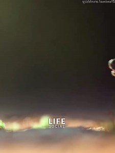 48K views · 2.6K reactions | Bird vs Snake   #viralreels #dog #naturelovers #wildlifephotography #love #wildanimals #animallover #animals #funny #usa #photography #Amazing #africa #USA #birds #snake #cat #viralvideo #fun #funny #Amazing #skills #nature @top fans | LIFE Social | Facebook