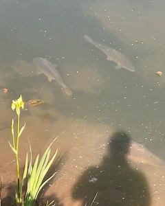 9.3K views · 98 reactions | CHARLIES POOL FISH CHILLING WHOLE LAKE BOOKINGS OR FRIDAY to SUNDAY 48hrs £84 each including 2 evening meals Full english Opens july | Westmoor Farm Carp Fishery | Facebook