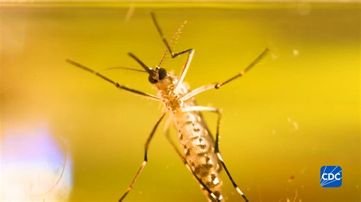 Do you know how dengue is spread? Dengue is primarily spread by the bite of an infected Aedes aegypti mosquito. Only females bite because they need the blood to develop their eggs. Learn how you can prevent dengue: https://bit.ly/3r6sCvq | CDC
