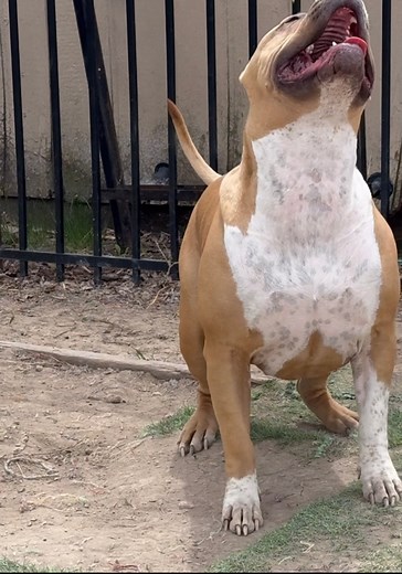 My baby stay flyin on her spring pole #WBB801 #springpole #XLbully #xlpuppy #bulliesofinstagram #reels | Wbb Montoya