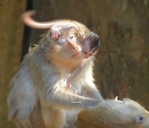 Mother Monkey Elsa she is not hugs and not love newborn monkey, so pity newborn monkey, | Lovely Monkey