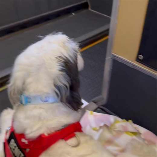 Fly, Fly, Fly Satos!! We are up and away on our @retrievair freedom flight! For the first time our team gets to see this view from inside the plane with our satos beside us. Feeling #SatoStrong | The Sato Project