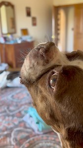 11K views · 1K reactions | “Do-Re-Mi” ☺️️ (Gilly梁) | The daily adventures of Gilligan & Skipper | Facebook