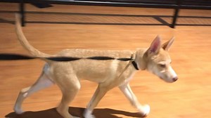 Timba the Puppy is learning how to walk on a leash so that he can participate with his new family in iWalk for Animals 2020: Conquering the Quarantine! No matter who you're walking (or not walking, we won't judge!) with, be sure to use our hashtags #iWalkForAnimals2020 and #HoustonSPCAGoesVirtual and tag us for a chance to be featured on our pages. Those who raise $100 or more will receive a special medal, a doggie bandana, and a Houston SPCA face mask! Mark your calendars for a fun, family-frie