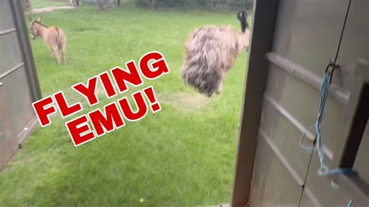 Homecoming - our emu can fly | Shirtless Jake's Homestead