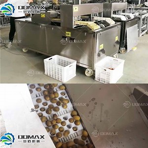 [Hot Item] Low Consumption Date Seeds Pitting Machine Date Palm Seeds Pitter Machine