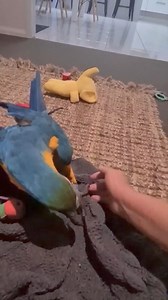 38K views · 3.7K reactions | Warning ⚠️ Parrot Attack  | Eddie's Flight Club | Facebook