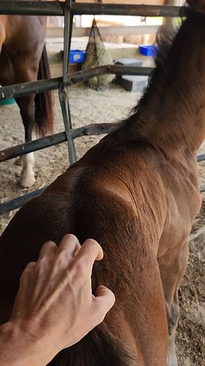 Who doesn't love a good butt scratch? #wickedwildfire #whitehorsebodywork #foal #horse #buttscratches | White Horse Bodywork
