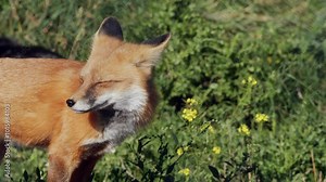 Beautiful red fox vixen in forest turns her head into the sunlight