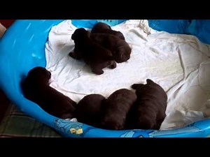 Labrador Puppies For Sale California | Kenya Labradors