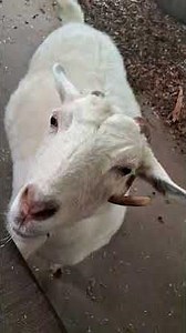 PYGORA GOAT AMERICAN PYGMY GOAT, SAANEN GOAT 🐐 #AUSTRALIA #symbio #aussiewildlife