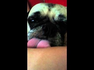 Teddy Pug likes to lick