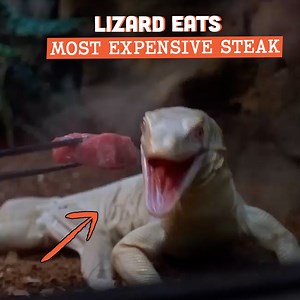 Hungry Lizard! This Giant Reptile Loves To Chow Down! | Brian Barczyk