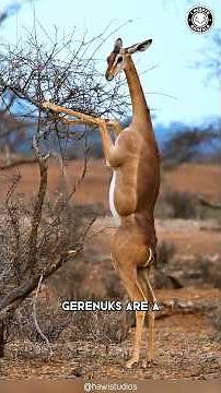 Gerenuk 🦒 The Giraffe-Gazelle Hybrid!