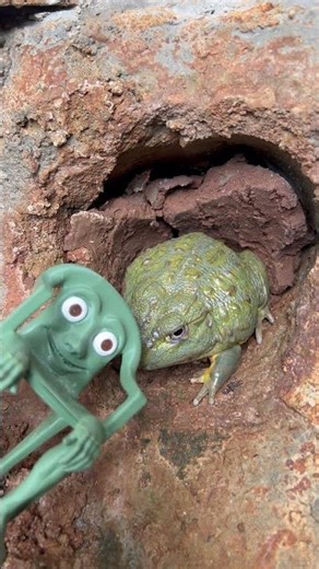 OMG Moment! 😱 Angry Frog 🐸😡 Reacts to Karkerkarkurkur Brainrot! ⚠️ #shorts #frog #cute #trending