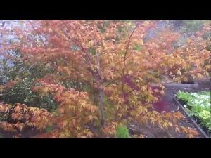 Acer palmatum Katsura