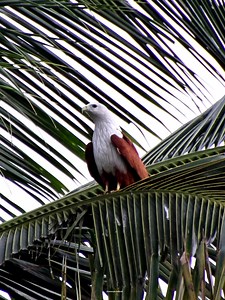 14K views · 1.6K reactions | Brahminy kite | 퐍퐚퐭퐮퐫퐞 퐏퐡퐨퐭퐨퐬 퐁퐨퐨퐤 | Facebook