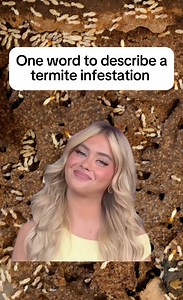 An infestation of termites can be detrimental, so we get it if you're a little lost for words when you find them in your home. Don't worry, though - we're here to help. | Terminix Service, Inc.