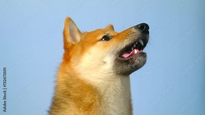 video portrait of a yawning red Shiba inu puppy dog close up. Japanese Shiba Inu pet doggy. A cute puppy close up on blue plain background. Color dog red sesame. side view. yawn and lick your lips Stock Video
