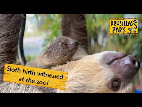 Zoo visitor witnesses rare sloth birth!