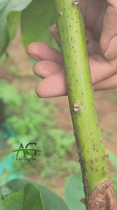 Budding method #budgrafting #graftingtechniques #gardenibg | Abi Garden