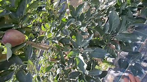 An Italy pattern orchard in kashmir.....🍎 Book your plantation & hail net ..... Feel free for Consultation.....#Highdensity #Kashmir #apple #horticulture #Pulwama Contact......7006335407,,9018260008,070062 49260 | Al-Noor Agritech