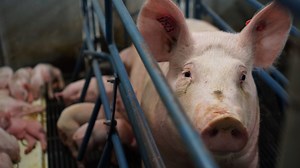Arwen holding a rescue piglet with an injured foot.
